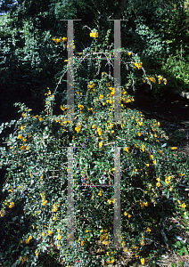 Picture of Berberis darwinii 