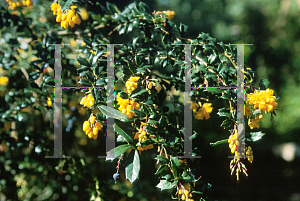 Picture of Berberis darwinii 