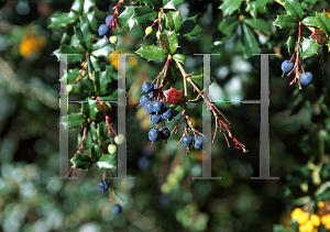 Picture of Berberis darwinii 