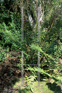 Picture of Blechnum cordatum 