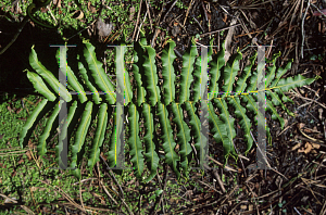 Picture of Blechnum cordatum 