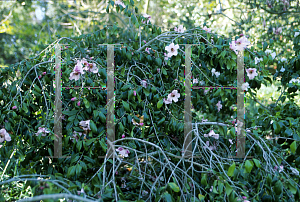 Picture of Camellia x williamsii 'J.C. Williams'