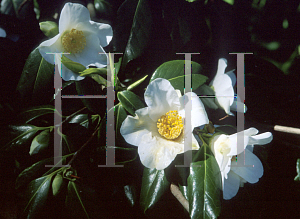 Picture of Camellia x williamsii 'Francis Hanger'