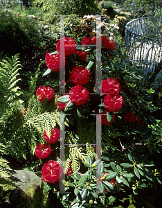 Picture of Rhododendron x 'Rubicon'