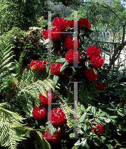 Picture of Rhododendron x 'Rubicon'