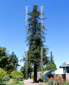 Picture of Sequoia sempervirens 