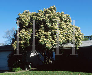 Picture of Photinia serrulata 