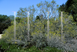 Picture of Melaleuca huegelii 