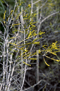 Picture of Melaleuca huegelii 