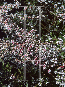 Picture of Micromyrtus ciliata 