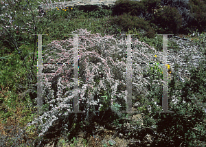 Picture of Micromyrtus ciliata 