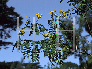 Picture of Senna candolleana 