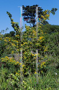 Picture of Azara dentata 