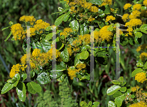 Picture of Azara dentata 