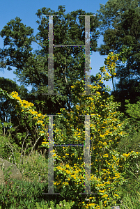 Picture of Azara dentata 