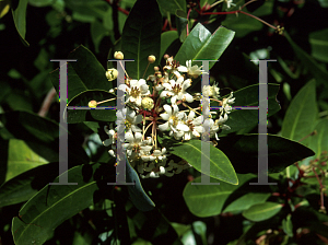 Picture of Drimys winteri 
