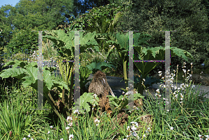 Picture of Gunnera tinctoria 