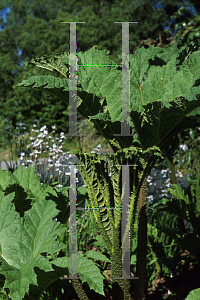 Picture of Gunnera tinctoria 