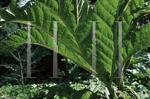 Picture of Gunnera tinctoria 