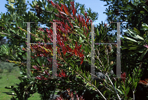 Picture of Callistemon salignus 'Rosy Tips'