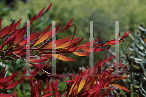 Picture of Callistemon salignus 'Rosy Tips'