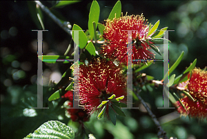 Picture of Callistemon comboynensis 