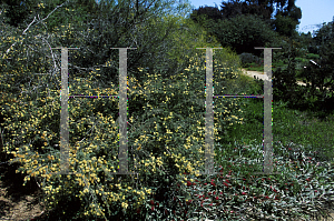 Picture of Melaleuca incana 