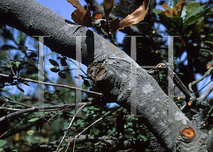 Picture of Banksia lemanniana 