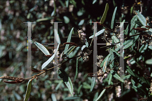 Picture of Lasiopetalum baueri 