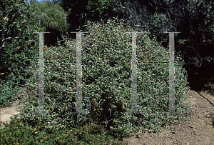 Picture of Lasiopetalum baueri 