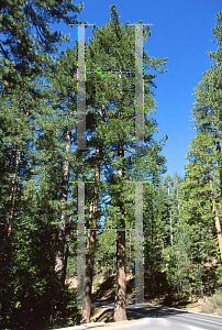 Picture of Pinus jeffreyi 