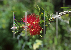 Picture of Callistemon citrinus 'Splendens'