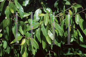 Picture of Ficus sur 
