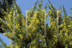 Picture of Acacia verticillata 