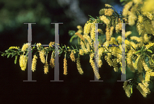 Picture of Acacia verticillata 