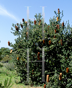 Picture of Banksia praemorsa 