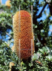 Picture of Banksia praemorsa 