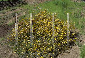 Picture of Hibbertia empetrifolia 