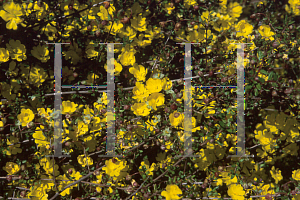 Picture of Hibbertia empetrifolia 