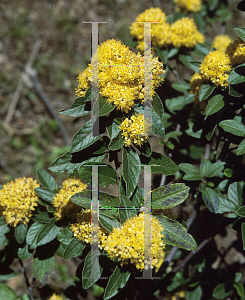 Picture of Pomaderris aurea 