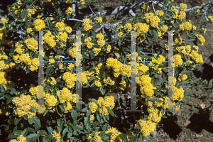 Picture of Pomaderris aurea 