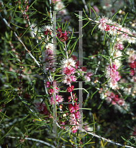 Picture of Hypocalymma angustifolium 