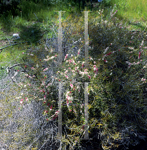 Picture of Hypocalymma angustifolium 
