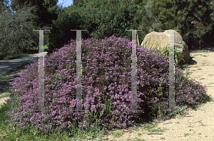 Picture of Kunzea parvifolia 'Dwarf'