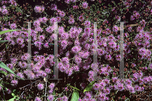 Picture of Kunzea parvifolia 'Dwarf'