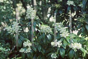 Picture of Pieris formosa 