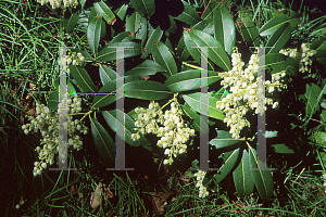 Picture of Pieris formosa 