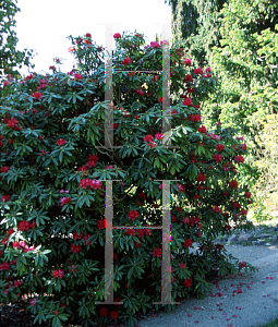 Picture of Rhododendron arboreum ssp. arboreum 