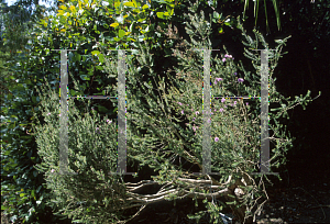 Picture of Melaleuca squamea 