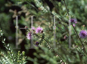 Picture of Melaleuca squamea 